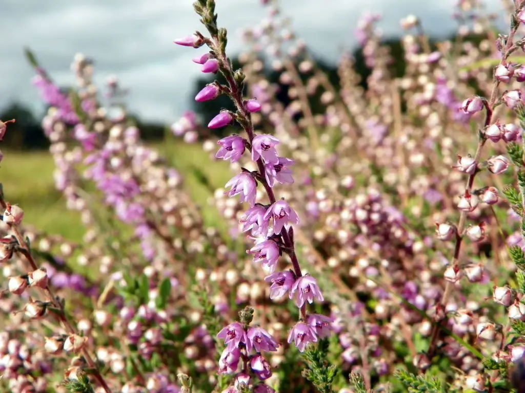 Scotland Traditional Flower | Best Flower Site