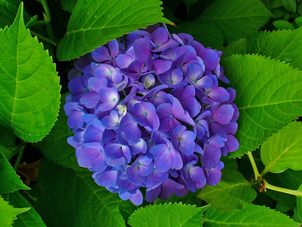 hydrangea (hortensia) – a to z flowers