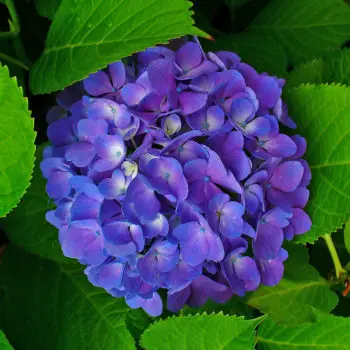 Hydrangea