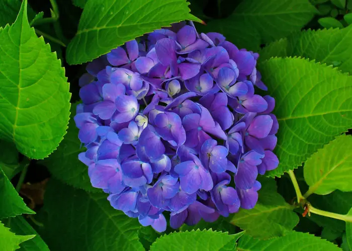 Hydrangea (Hortensia)