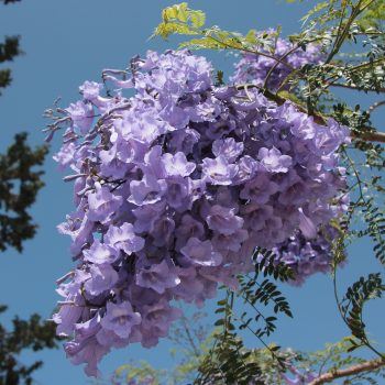 Jacaranda