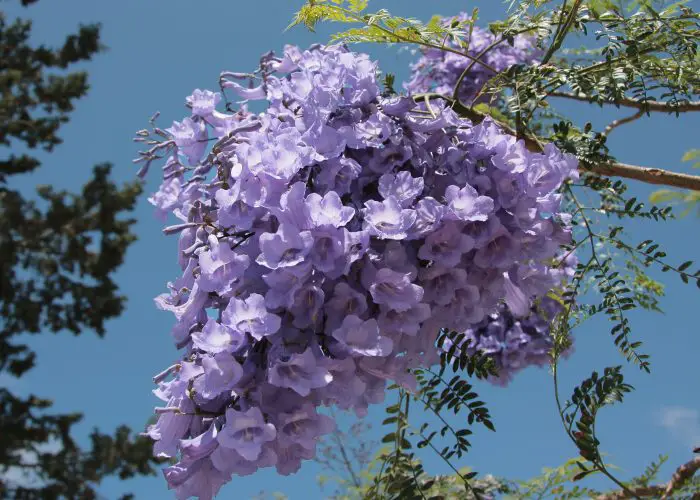 Jacaranda (Jacaranda)