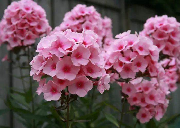 Phlox (Phlox)