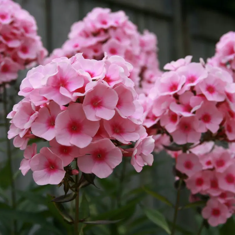 Flowers that symbolize Harmony A to Z Flowers