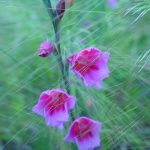 Watsonia