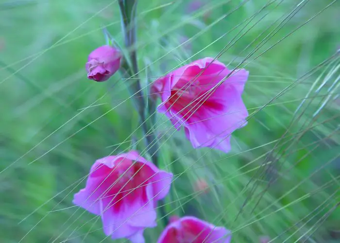 Watsonia (Bugle Lily)