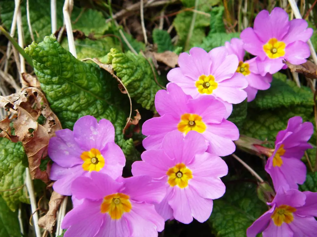 Primula Primrose A To Z Flowers - 