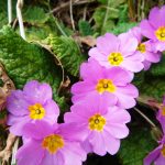 Primula