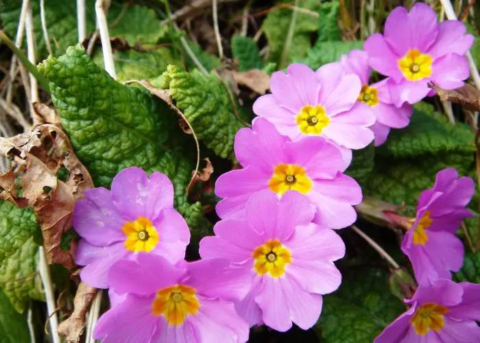 Primula (Primrose)