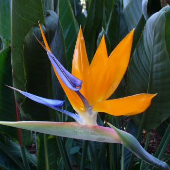 Strelitzia