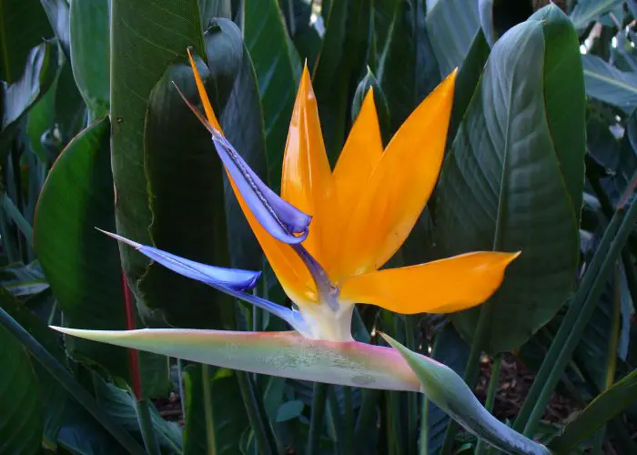 Strelitzia (Bird of Paradise; Crane Flower)