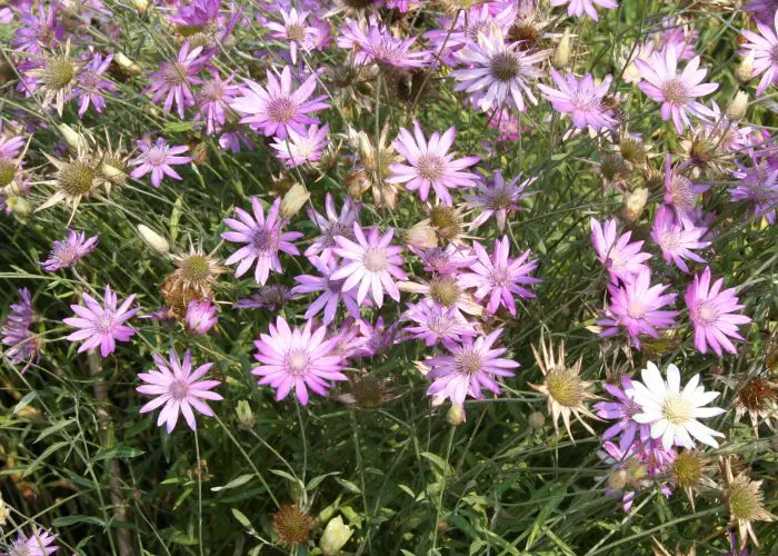 Xeranthemum (Immortelle; Everlasting)