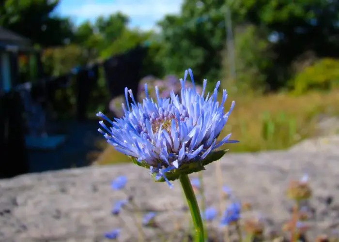 Jasione (Jasione)