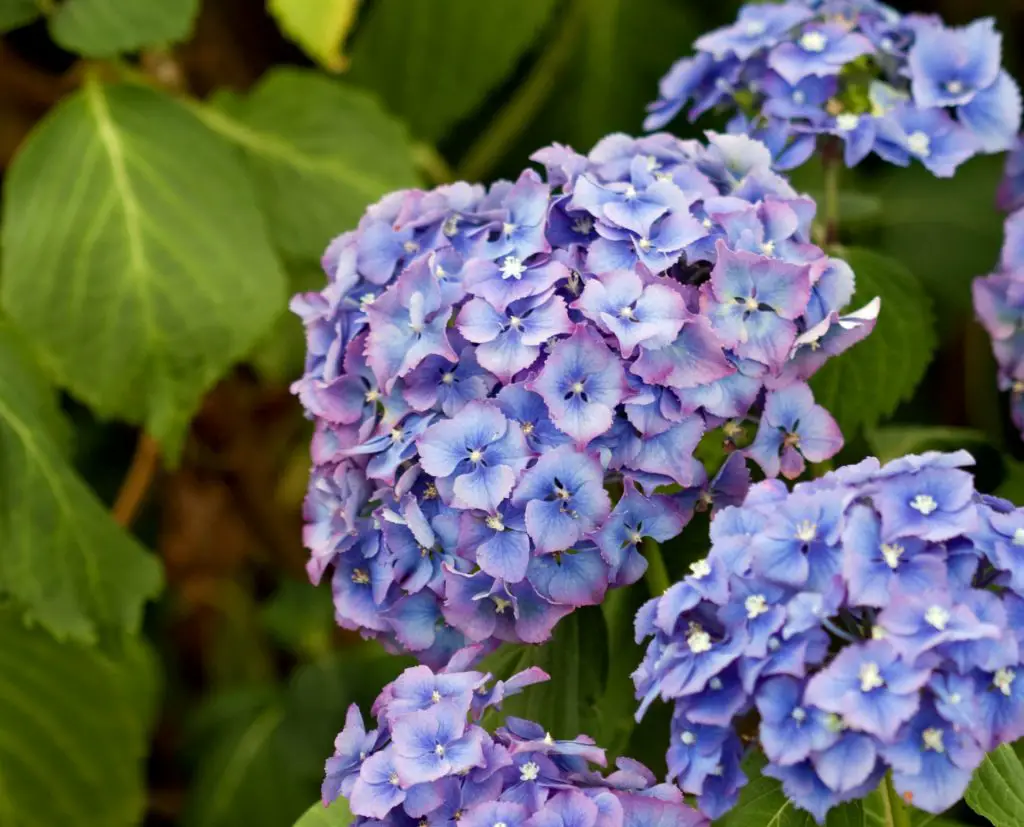 Hydrangea (Hortensia) – A to Z Flowers