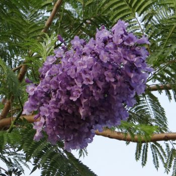 Flowers that begin with J | A to Z Flowers