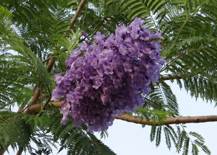 Jacaranda (Jacaranda) A to Z Flowers