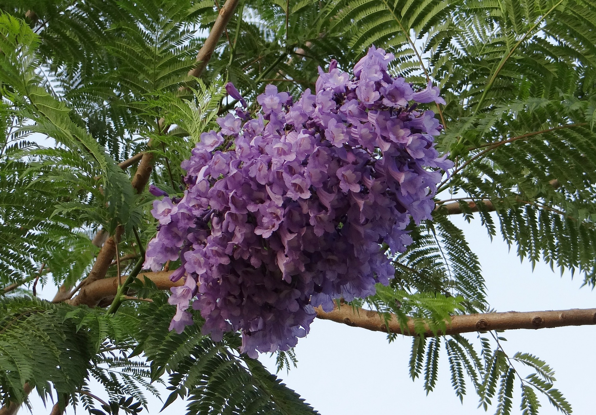 Jacaranda (Jacaranda) A to Z Flowers