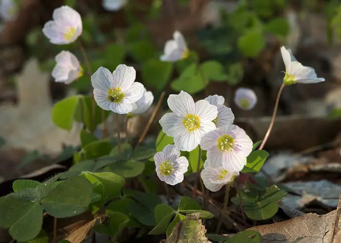 Oxalis (Wood Sorrel)