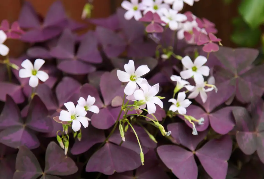 Oxalis Wood Sorrel A To Z Flowers Oxalis Wood Sorrel A To Z Flowers