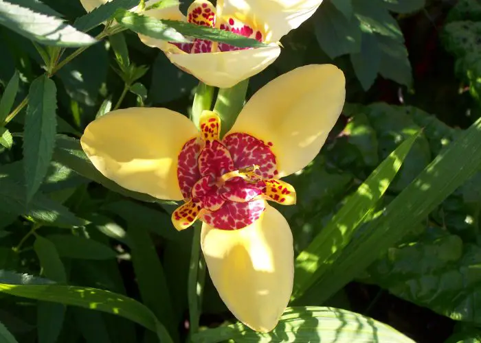 Tigridia (Tiger Flower; Mexican Shellflower)