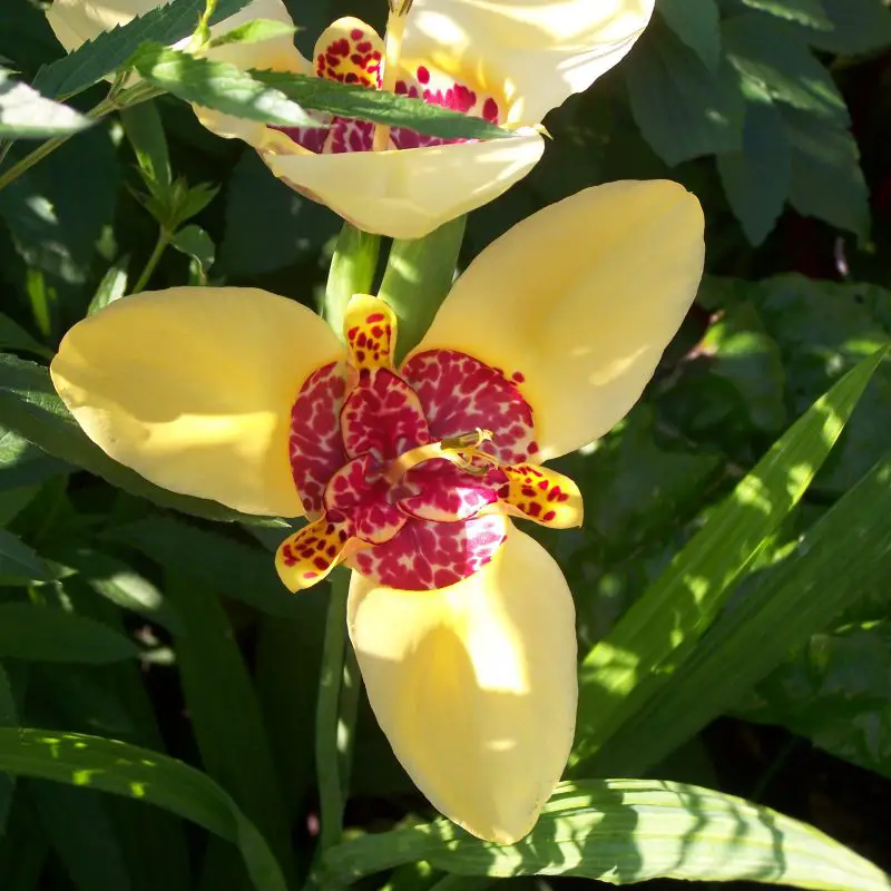 Flowers that symbolize Cruelty A to Z Flowers