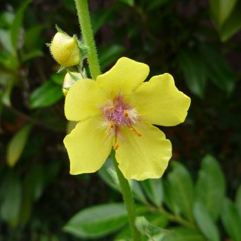 Verbascum