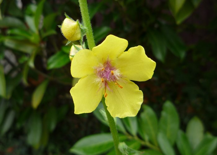 Verbascum (Mullein)