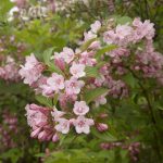 Weigela