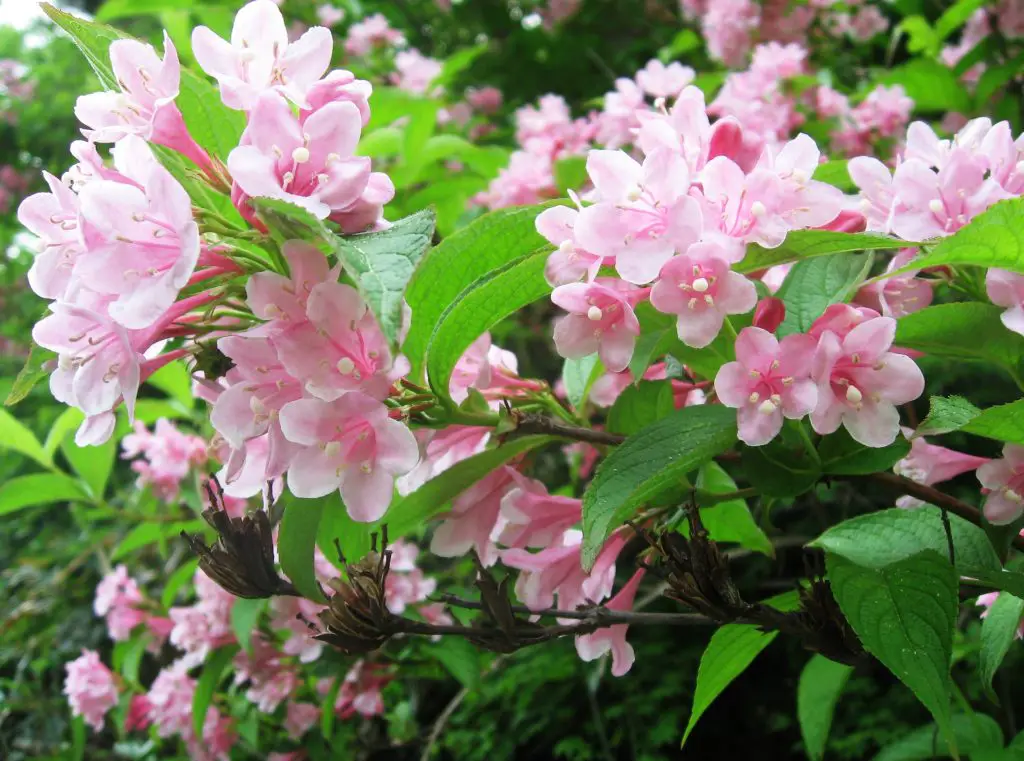 Weigela (Weigela) – A to Z Flowers