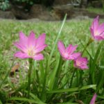 Zephyranthes