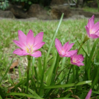 Zephyranthes