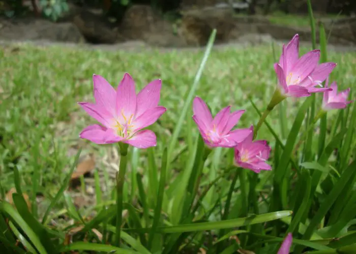 Zephyranthes (Rain Lily; Fairy Lily)