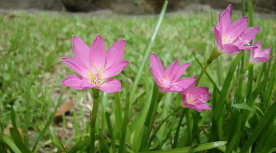 Why Do Flowers Close Up at Night