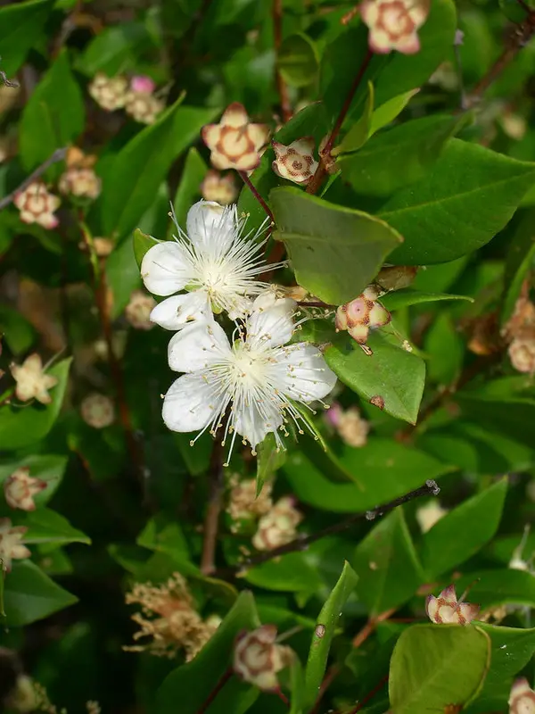 Myrtus (Myrtle) – A to Z Flowers