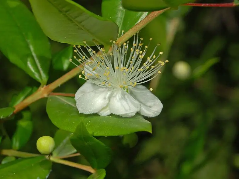 Myrtus (Myrtle) – A to Z Flowers