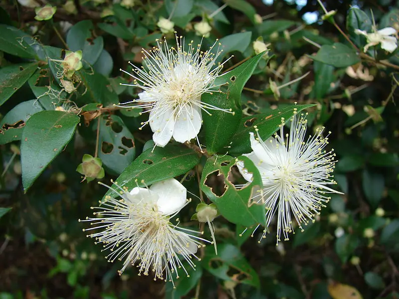 Myrtus (Myrtle) | A to Z Flowers