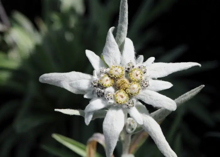 Leontopodium (Edelweiss)