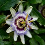 Passiflora