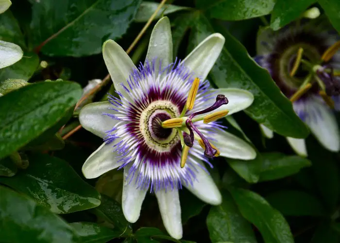 Passiflora (Passion Flower; Passion Vine)