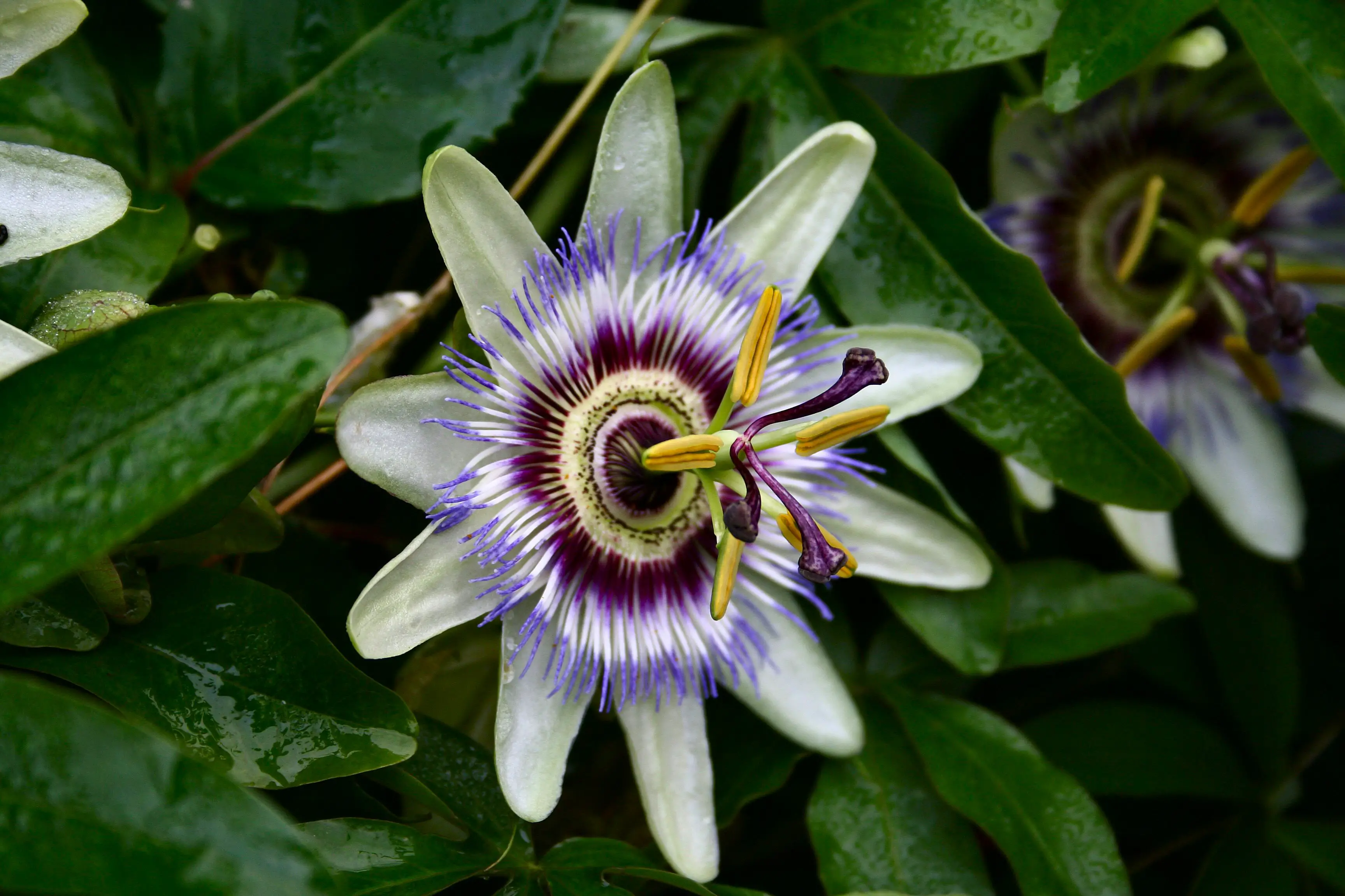 Passiflora Passion Flower Passion Vine A To Z Flowers