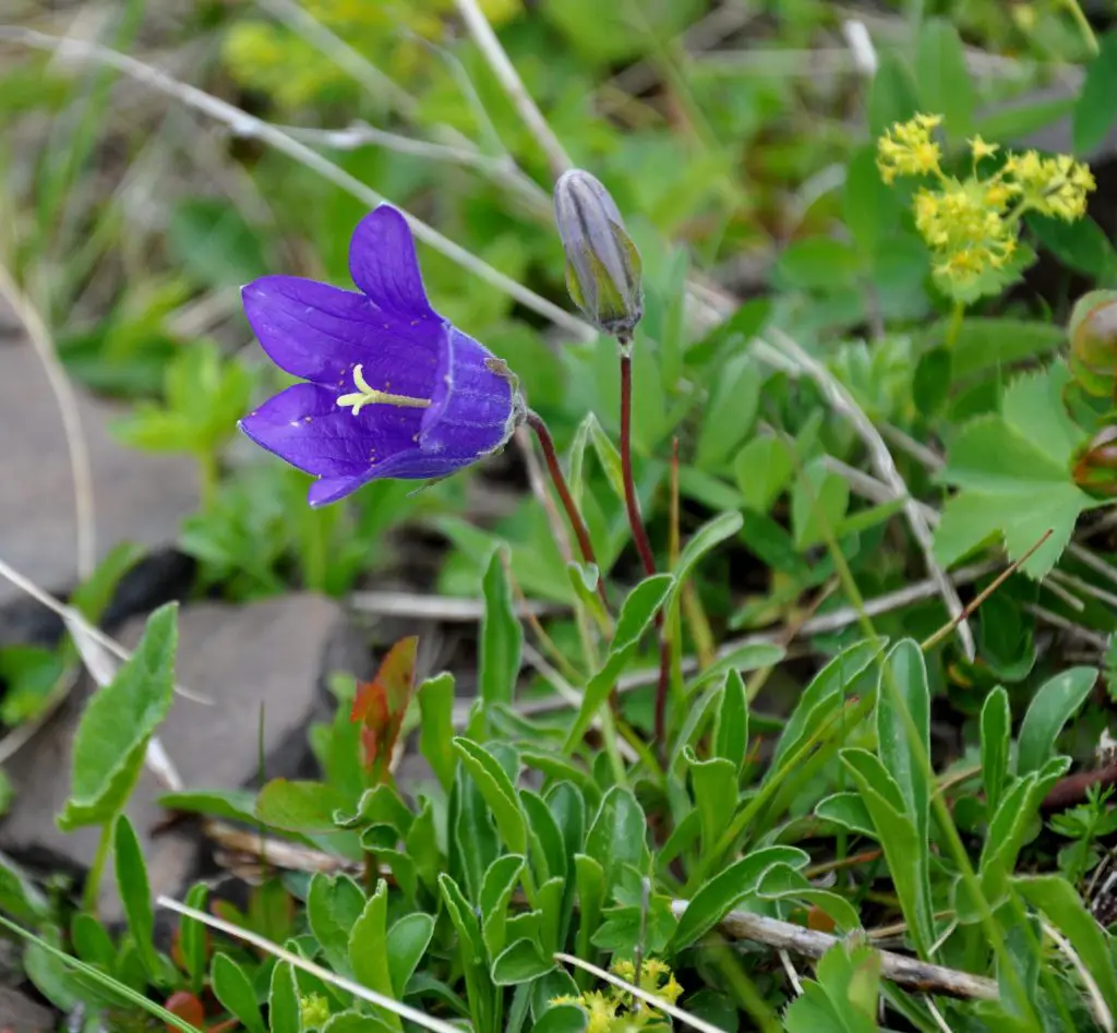 Campanula (Bellflower) | A to Z Flowers