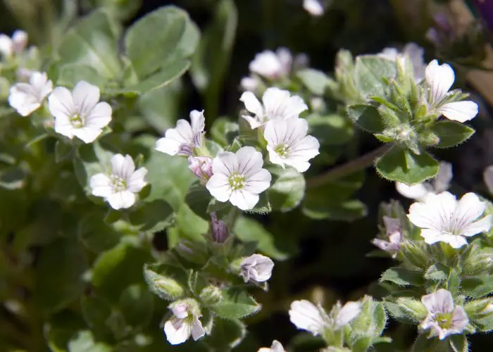 Gypsophila (Baby's Breath)