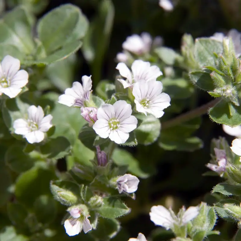 Flowers that symbolize Innocence A to Z Flowers