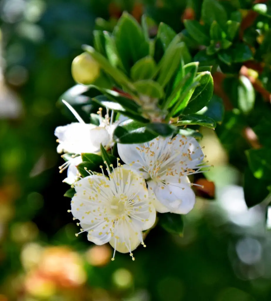 Myrtus (Myrtle) – A to Z Flowers