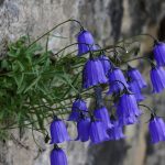 Campanula