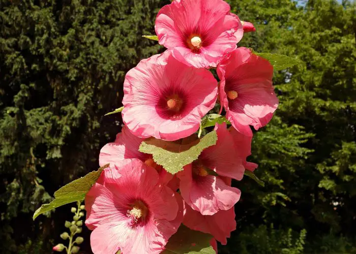 Alcea (Hollyhock)