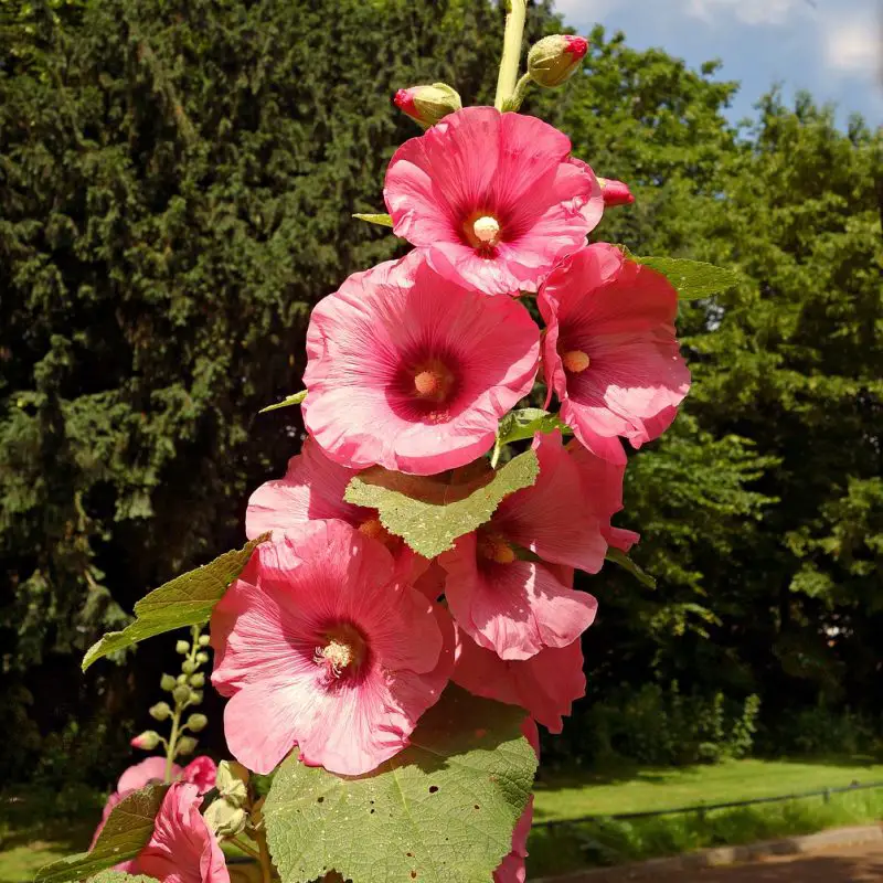 Flowers that symbolize Fertility A to Z Flowers