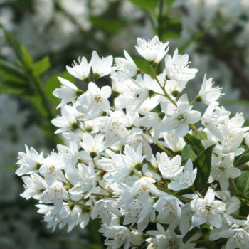 Deutzia