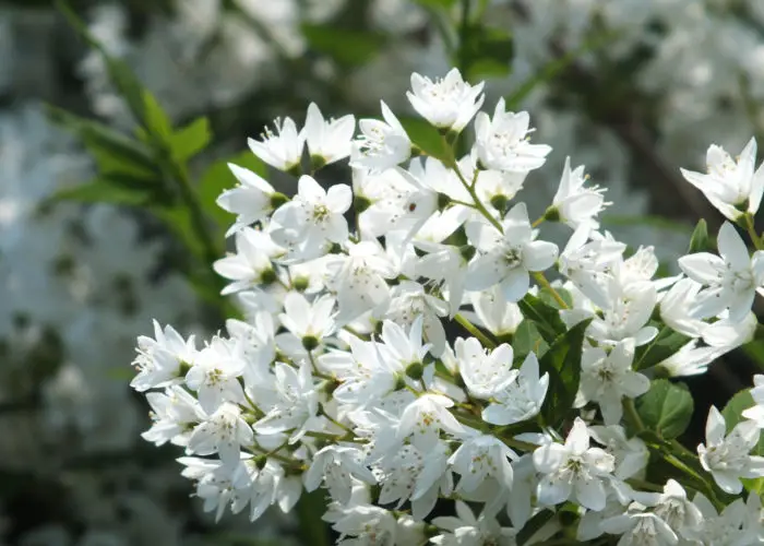 Deutzia (Deutzia)