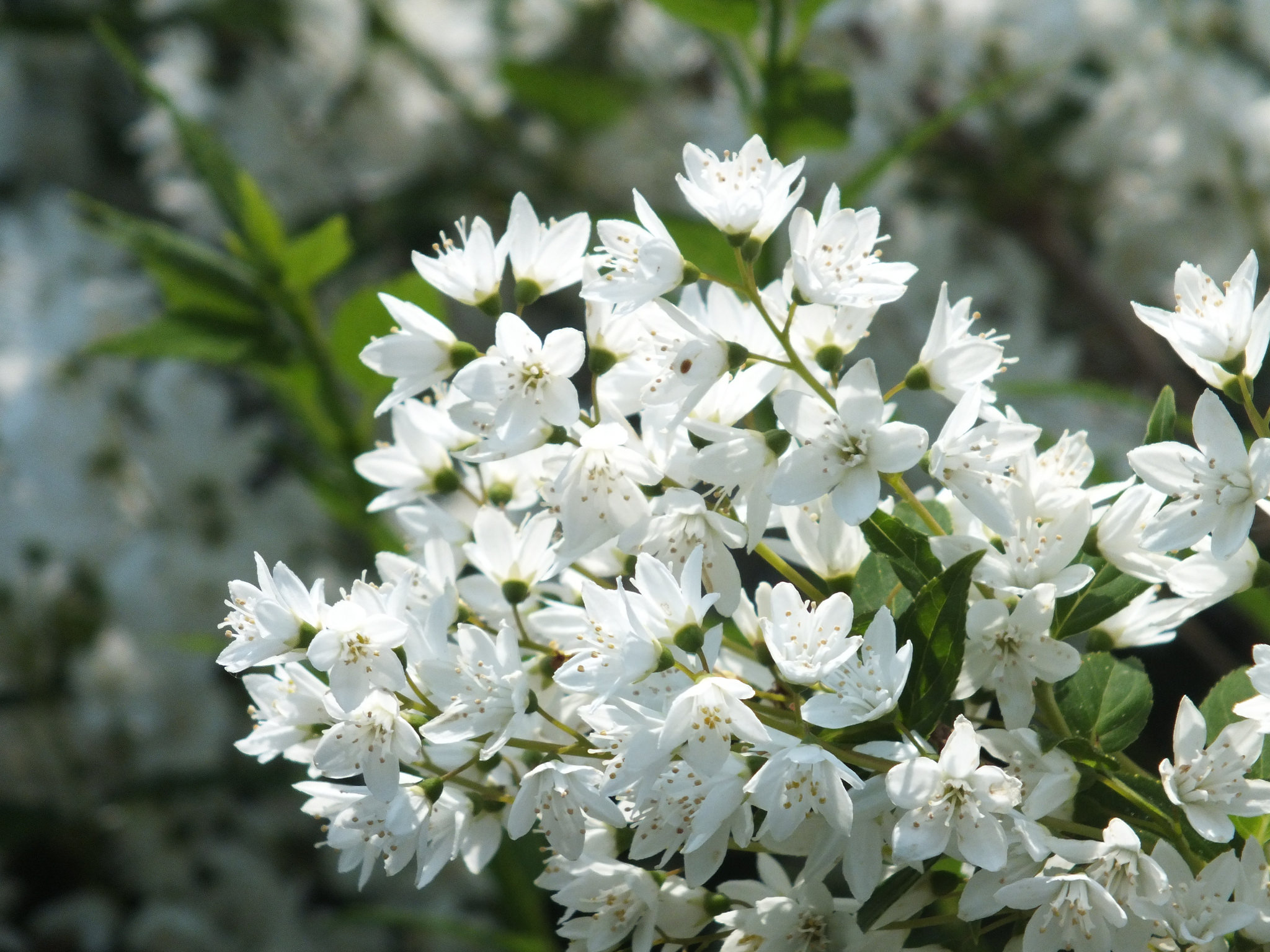 Deutzia (Deutzia) A to Z Flowers